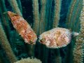 Conspiracy of Porcupinefish